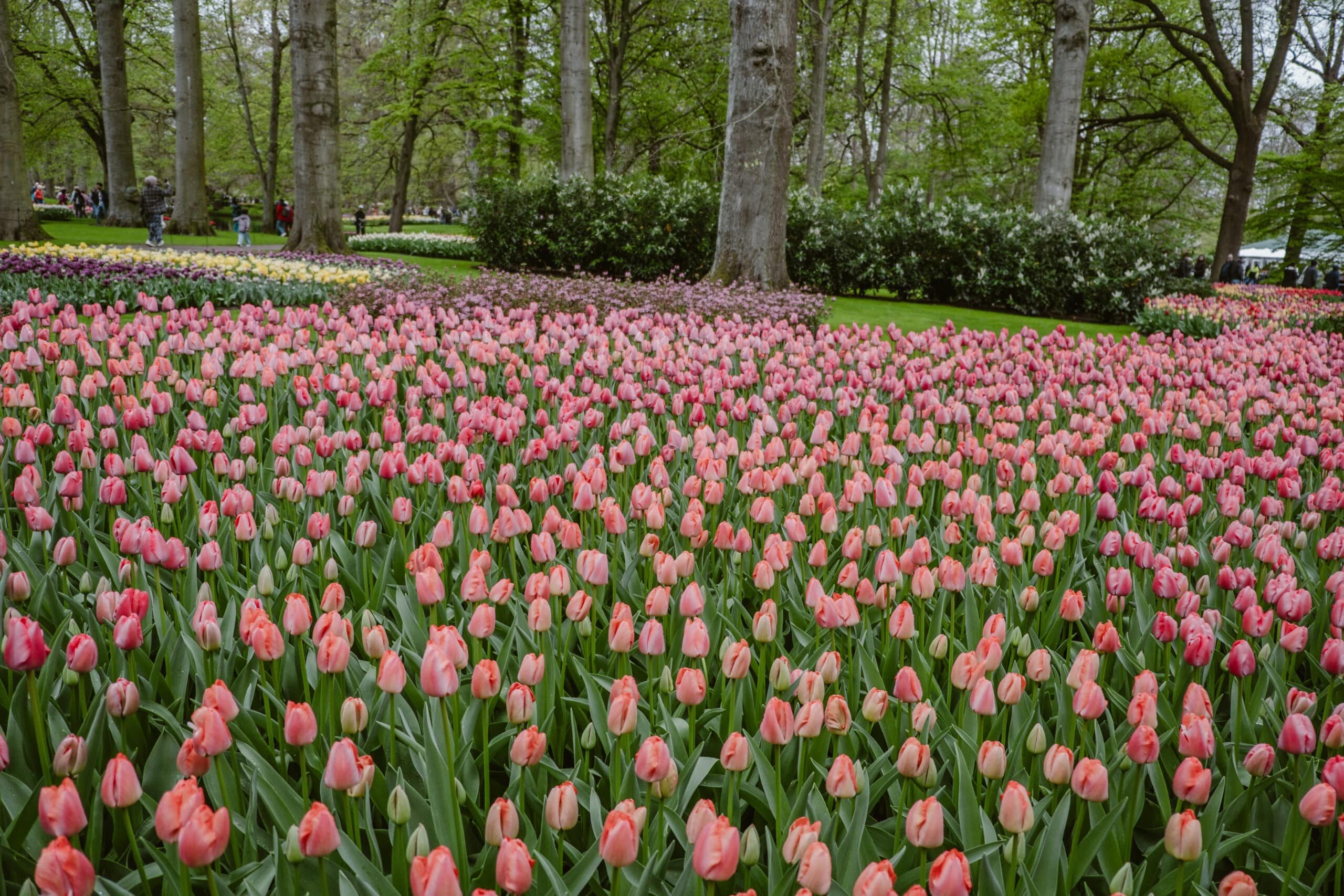 Tulpenblüte Holland Insider Tipps
